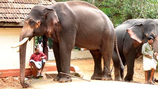 Meet Lejumol Who Took Charge Of Guruvayur Temple’s Punnathur Kotta 
