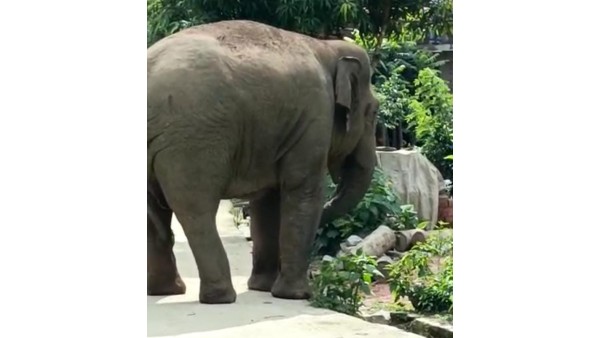 Hassan: Elephants are entered to the sakleshpur taluka matasagara village Hassan: Elephants are entered to the sakleshpur taluka matasagara village