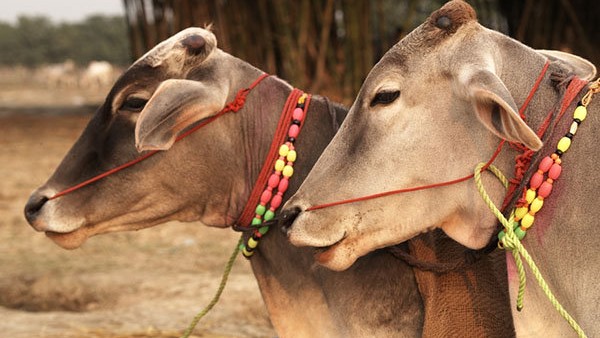 ವಿದೇಶಗಳಿಂದ ಬೇಡಿಕೆ ಹೆಚ್ಚಾಗುತ್ತಿದೆ
