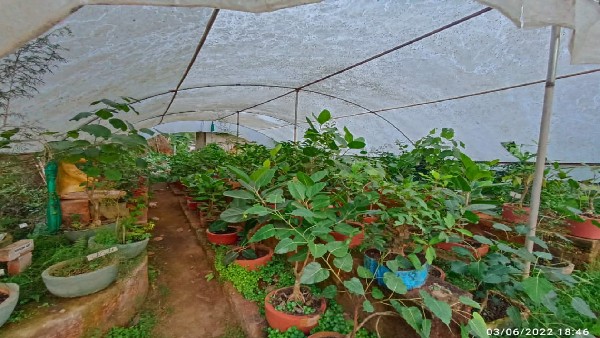  400ಕ್ಕೂ ಹೆಚ್ಚು ವಿವಿಧ ಜಾತಿಯ ಗಿಡಗಳು