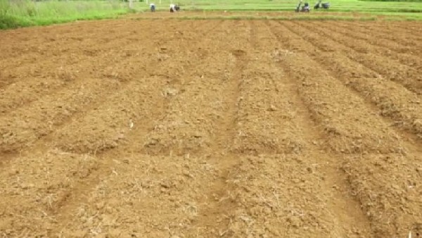 ಡಿಎಪಿ ರಸಗೊಬ್ಬರದ ಲಭ್ಯತೆ ಕೊರತೆ ಕೃಷಿ ಚಟುವಟಿಕೆಗಳಲ್ಲಿ ಸ್ಥಗಿತ