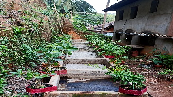  ಬೋನ್ಸಾಯ್ ಮನೆಯಂಗಳದಲ್ಲಿಯೂ ಬೆಳೆಯಲು ಸಾಧ್ಯ
