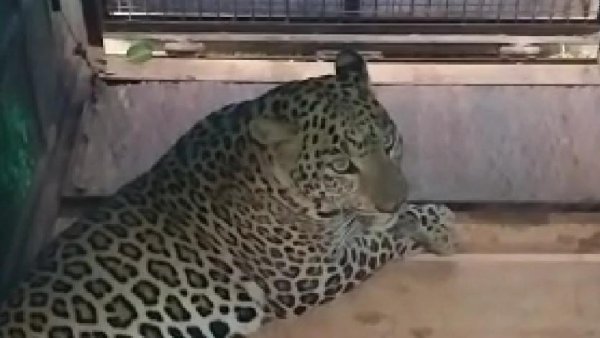 ಕಾಡಂಚಿನ ನಾಯಿಗಳತ್ತ ಎಚ್ಚರಿಕೆ ಅಗತ್ಯ