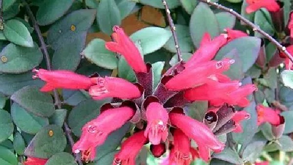 'ಲಿಪ್‌ಸ್ಟಿಕ್' ಸಸ್ಯದ ಲಕ್ಷಣಗಳೇನು? 