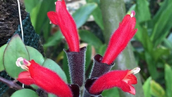 ನಿತ್ಯಹರಿದ್ವರ್ಣ ಕಾಡುಗಳಲ್ಲಿ 'ಲಿಪ್‌ಸ್ಟಿಕ್' ಸಸ್ಯ 