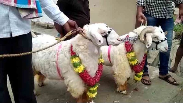 ನೋಡುಗರ ಗಮನ ಸೆಳೆಯುತ್ತಿರುವ ಬಂಡೂರು ಕುರಿ