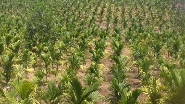 ಅಡಿಕೆ ಬೆಳೆಗೆ ಯಾವುದೇ ಉತ್ತೇಜಕ ಯೋಜನೆ ಜಾರಿಗೊಳಿಸದ ಇಲಾಖೆ