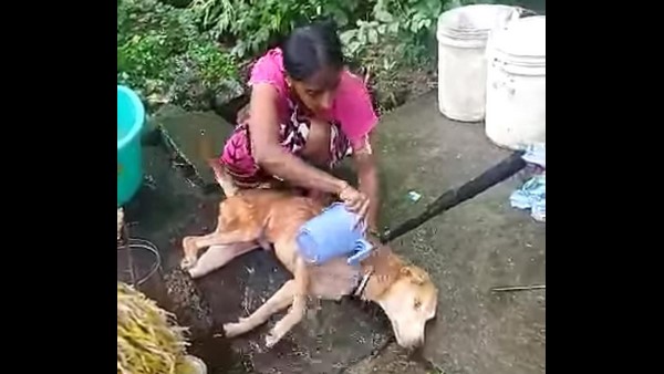 ಬೀದಿನಾಯಿಗಳಿಗೆ ಆಹಾರ ಬೀದಿನಾಯಿಗಳಿಗೆ ಆಹಾರ