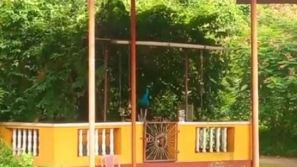 ಅರ್ಚಕರ ಕರೆಗೆ ಸ್ಪಂದಿಸುವ ನವಿಲು ಅರ್ಚಕರ ಕರೆಗೆ ಸ್ಪಂದಿಸುವ ನವಿಲು