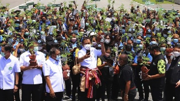 Thailand Distributes One Lakh Marijuana Plants To Grow