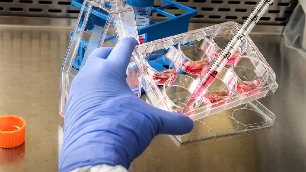 ಎರಡು ತಳಿಯನ್ನು ಗುರುತಿಸಿದ ವಿಶ್ವ ಆರೋಗ್ಯ ಸಂಸ್ಥೆ 