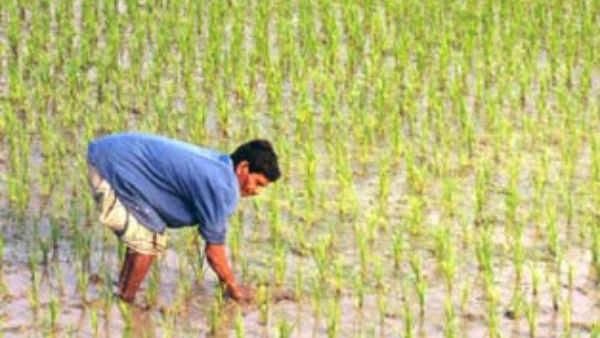 ಜುಲೈ 1ರ ವೇಳೆಗೆ ಅಕ್ಕಿ ದಾಸ್ತುನು ಸಂಗ್ರಹಣೆ ಜುಲೈ 1ರ ವೇಳೆಗೆ ಅಕ್ಕಿ ದಾಸ್ತುನು ಸಂಗ್ರಹಣೆ