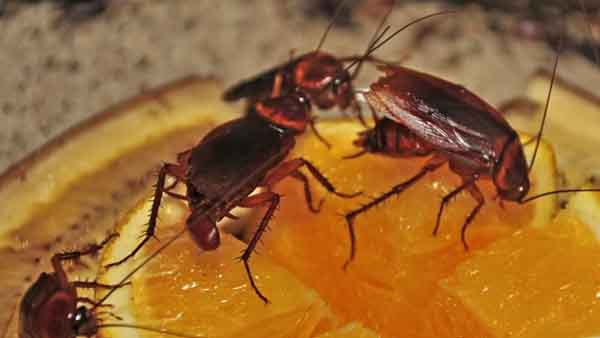 ಹರಾಜು ಮಾಡಲು ಅನುಮತಿ ಇಲ್ಲ