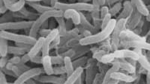 ಕಠ್ಮಂಡು ವ್ಯಾಪ್ತಿಯಲ್ಲೇ 12 ಮಂದಿಗೆ ಕಾಲರಾ ರೋಗ 