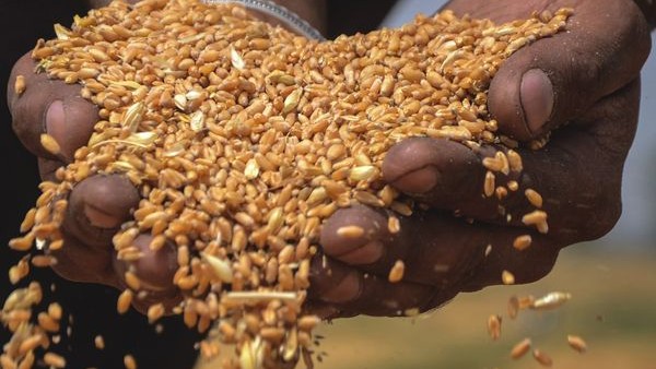 ದೇಶದ ಶೇಕಡಾ 20 ರಷ್ಟು ಆಹಾರ ಧಾನ್ಯ ಪೂರೈಕೆ