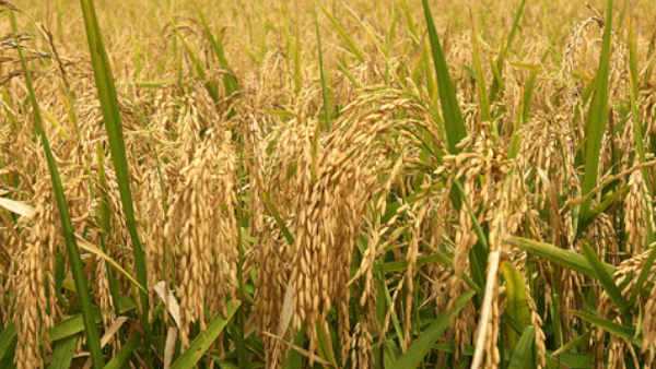 Cabinet approves increase in MSP of Kharif crops