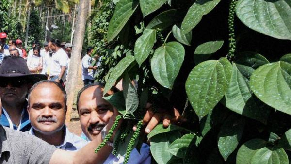 ರಸಗೊಬ್ಬರ ಹಾಕುವ ಕ್ರಮ