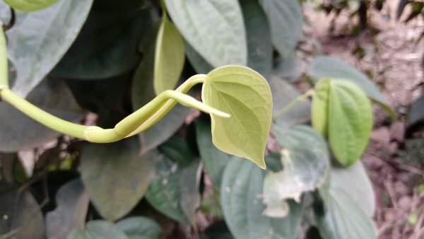 ಬೇಸಾಯ ಕ್ರಮಗಳನ್ನು