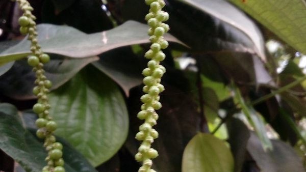 ಮರಕ್ಕೆ ಬಳ್ಳಿಯನ್ನು ಕಟ್ಟಬೇಕು