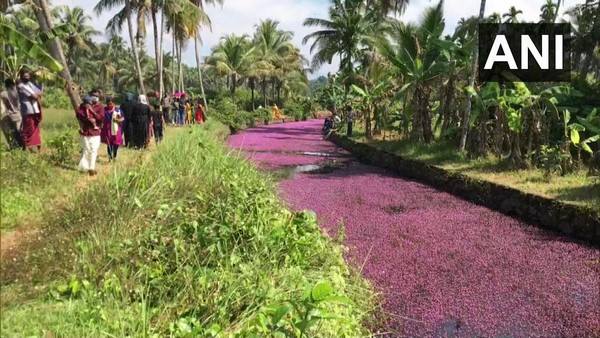 ನದಿಯ ಬಣ್ಣ ಬದಲಾಗಲು ಹೂವುಗಳು ಕಾರಣ