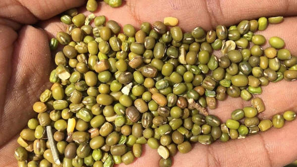 1503 ಕ್ವಿಂಟಾಲ್ ಧಾನ್ಯ ಬೆಳೆಯಲಾಗಿದೆ 1503 ಕ್ವಿಂಟಾಲ್ ಧಾನ್ಯ ಬೆಳೆಯಲಾಗಿದೆ