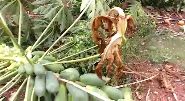 Heavy Rain Damage Papaya and Banana Crop in Bagalkot District 