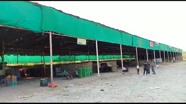 ಅಕಾಲಿಕ ಮಳೆಗೆ ನೆಲ ಕಚ್ಚಿದ ಮಾವು
