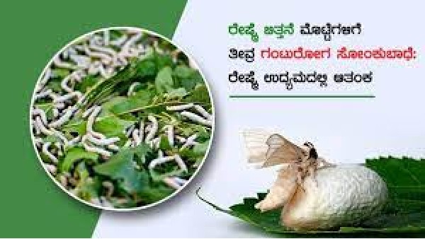 ರೇಷ್ಮೆ ಮೊಟ್ಟೆ ಉತ್ಪಾದಕರ ಆರೋಪ