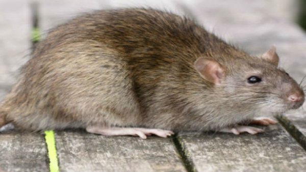 ಮಹಿಳೆ ದೂರು 