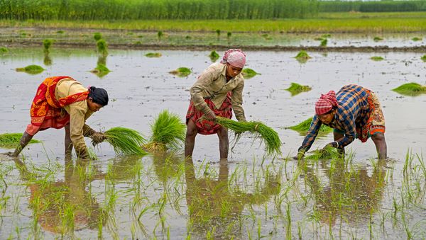ಕಳೆದ ವರ್ಷಕ್ಕಿಂತೆ ಕಡಿಮೆಯಾದ ಬಿತ್ತನೆ ಪ್ರಮಾಣ