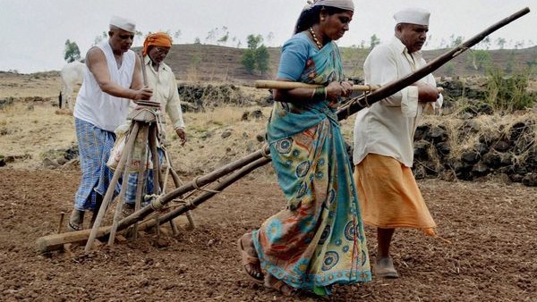 ಕಾಳುಗಳ ಬಿತ್ತನೆ ಪ್ರಮಾಣ ಕಡಿಮೆ