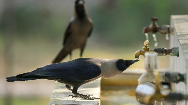 ನೀರಿನ ಹರಿವು ಕಡಿಮೆಗೊಳಿಸುವ ಏರೇಟರ್: 