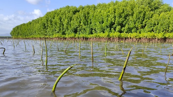 25-30 ಹೆಕ್ಟೇರ್ ಪ್ರದೇಶದಲ್ಲಿ ಕಾಂಡ್ಲಾ ಗಿಡ ನಾಟಿ 