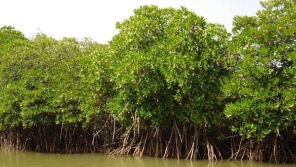 ಅತೀ ಹೆಚ್ಚಿನ ಕಾಂಡ್ಲಾ ಕಾಡುಗಳ ವಿಸ್ತೀರ್ಣತೆ 