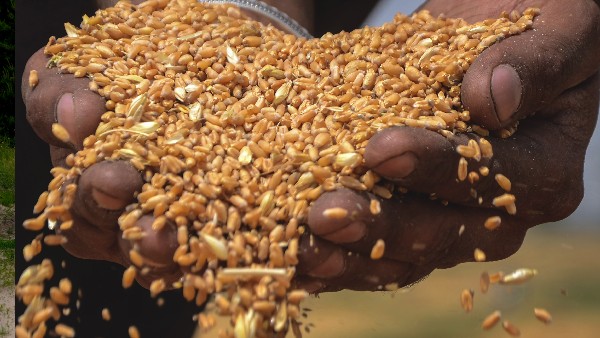  ಉಕ್ರೇನ್ ದೇಶದ ಕೃಷಿ: 