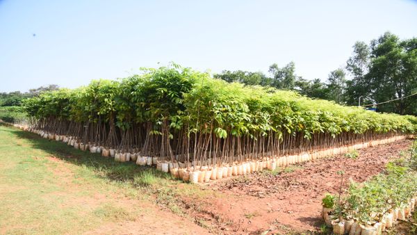 ಜೆ.ಎನ್.ಸಿ.ಎ.ಎಸ್‌.ಆರ್ ಪರಿಶೀಲನೆ 