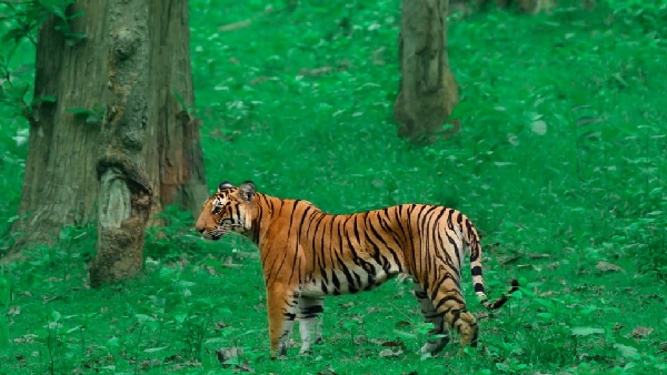  ಒಂದೇ ಭೇಟೆಯನ್ನು 2-3 ದಿನ ತಿನ್ನುವ ವ್ಯಾಘ್ರ 