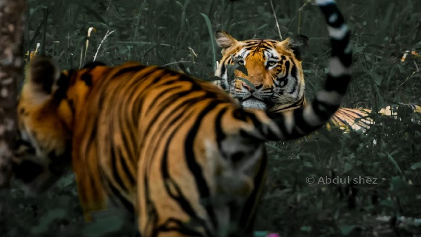  ಹುಲಿ ಪಂಜಿನ ಹೊಡೆತಕ್ಕೆ ಮನುಷ್ಯನ ಬೆನ್ನು ಮೂಳೆ ಮುರಿಯುವ ಶಕ್ತಿ 