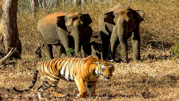  ಹುಲಿಯ ವ್ಯಾಪ್ತಿ 60 ಚದರ ಕಿ.ಮೀ 