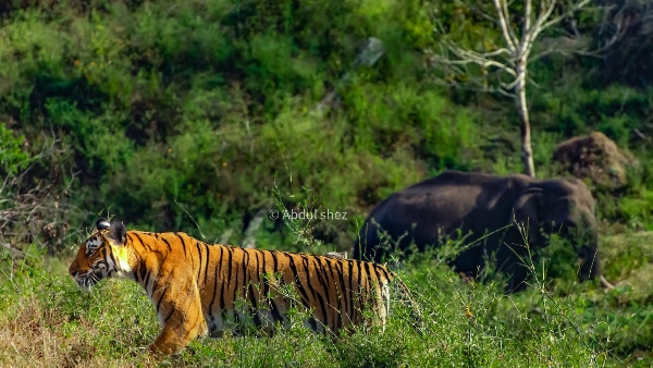  ನರಭಕ್ಷಕ ಅಲ್ಲ, ನರಹಂತಕ 