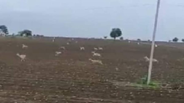 ಬೆಳೆಗಳ ಉಳಿವಿಗಾಗಿ ದಿನಪೂರ್ತಿ ಕಾವಲು ಬೆಳೆಗಳ ಉಳಿವಿಗಾಗಿ ದಿನಪೂರ್ತಿ ಕಾವಲು