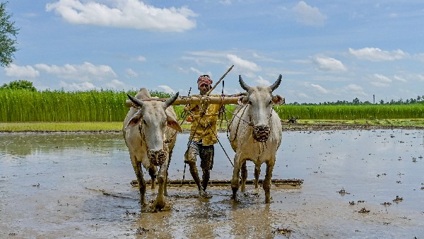 Nano Urea Fertilizer Will Help Farmers 