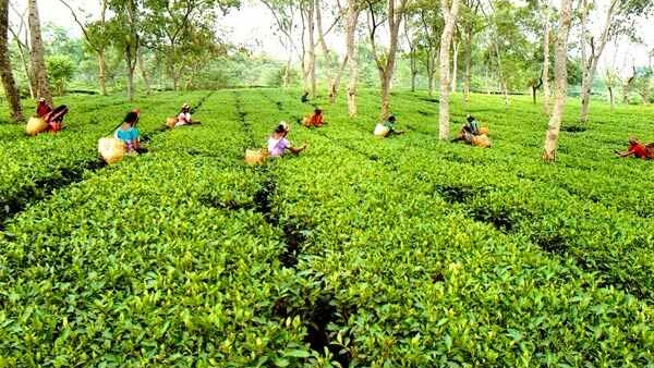ಹಸಿರು ಚಹಾ ಕುಡಿಯುವ ಪ್ರಕ್ರಿಯೆ 