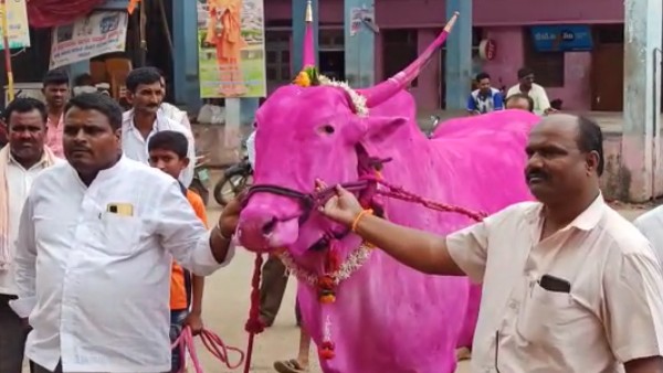 Ox Sold to record Price of 13.5 lakh at Bagalkot 