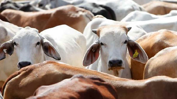 ಕೋವಿಡ್ ನಿಯಮ ಪಾಲನೆ ಕಡ್ಡಾಯ