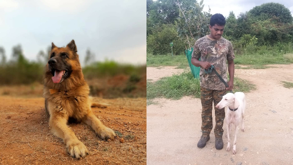 ರಾಣಾ ಸ್ಥಾನಕ್ಕೆ ಜರ್ಮನ್ ಶೆಫರ್ಡ್ ತಳಿಯೇ ಸೂಕ್ತ ರಾಣಾ ಸ್ಥಾನಕ್ಕೆ ಜರ್ಮನ್ ಶೆಫರ್ಡ್ ತಳಿಯೇ ಸೂಕ್ತ