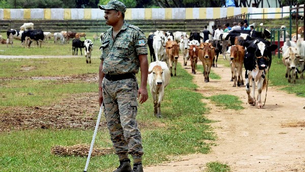 ದನಗಳನ್ನು ಸಂರಕ್ಷಿಸಲು ದತ್ತು ತೆಗೆದುಕೊಳ್ಳಲು ಪ್ರೋತ್ಸಾಹ 