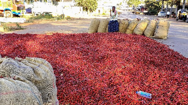  ಮೆಣಸಿನಕಾಯಿ ಕ್ಯಾಪ್ಸೈಸಿನ್ ಪ್ರಮಾಣ