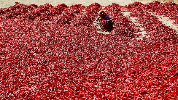  ಮೆಣಸಿನಕಾಯಿ ಬೆಳೆ; ಆಂಧ್ರಪ್ರದೇಶ ಅಗ್ರಸ್ಥಾನ