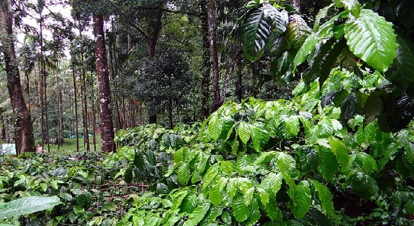 ತೋಟದ ಬೆಳೆಗಳ ನಷ್ಟದ ಬಗ್ಗೆ ಸಮೀಕ್ಷೆಗೆ ಮನವಿ 
